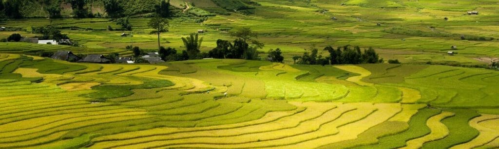 Sapa Rice Paddies